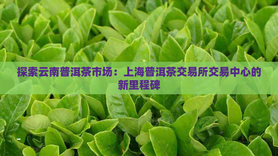 探索云南普洱茶市场：上海普洱茶交易所交易中心的新里程碑
