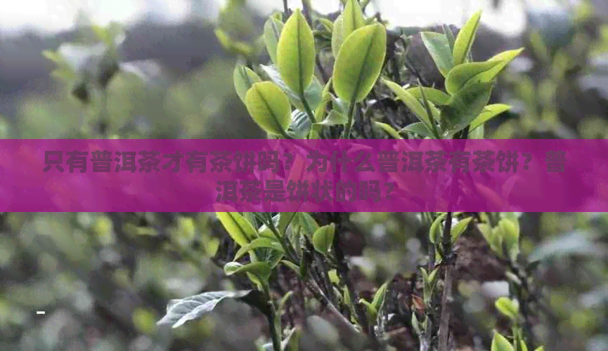 只有普洱茶才有茶饼吗？为什么普洱茶有茶饼？普洱茶是饼状的吗？