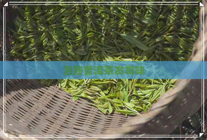 泡熟普洱茶发霉味