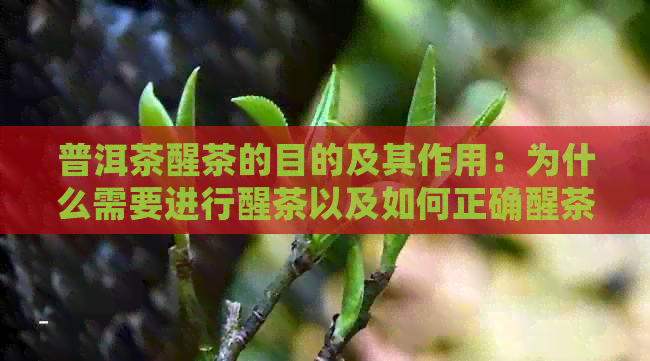 普洱茶醒茶的目的及其作用：为什么需要进行醒茶以及如何正确醒茶？