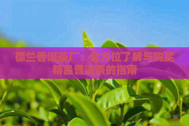 德兰普洱茶厂：全方位了解与购买精品普洱茶的指南