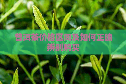 普洱茶价格区间及如何正确辨别购买