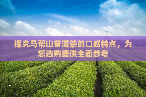 探究马帮山普洱茶的口感特点，为您选购提供全面参考