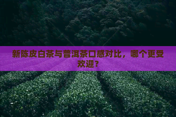 新陈皮白茶与普洱茶口感对比，哪个更受欢迎？