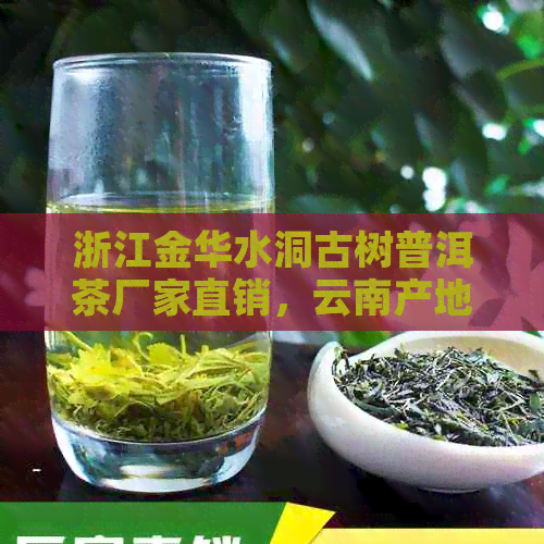 浙江金华水洞古树普洱茶厂家直销，云南产地直供，一手货源，价格优