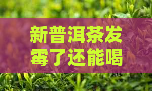 新普洱茶发霉了还能喝吗？如何处理发霉普洱茶以确保安全饮用？