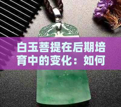 白玉菩提在后期培育中的变化：如何从翡翠中提取灵气以提升人体活力与气质