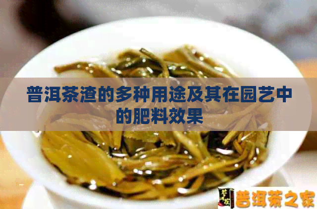 普洱茶渣的多种用途及其在园艺中的肥料效果