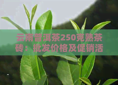 云南普洱茶250克熟茶砖：批发价格及促销活动