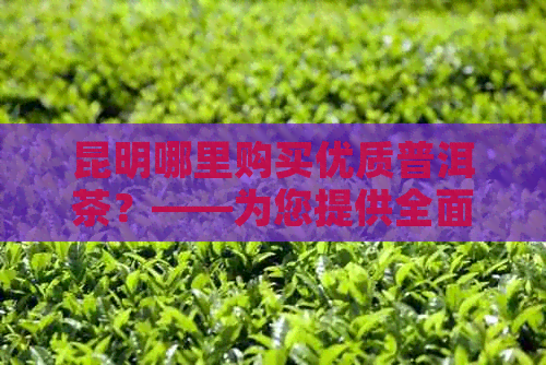 昆明哪里购买优质普洱茶？——为您提供全面的茶叶商店和市场指南