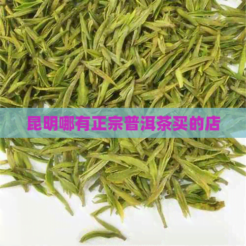 昆明哪有正宗普洱茶买的店