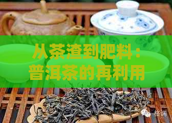 从茶渣到肥料：普洱茶的再利用及其在园艺中的多种用途