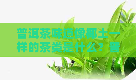 普洱茶味道像椰土一样的茶类是什么？普洱茶出现土味的原因是什么？