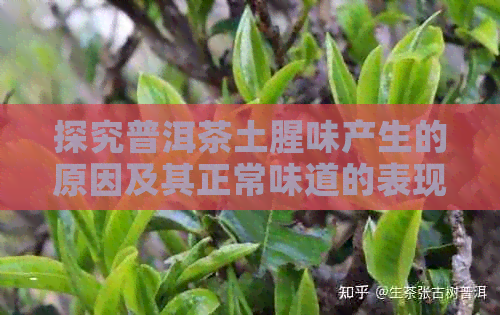 探究普洱茶土腥味产生的原因及其正常味道的表现