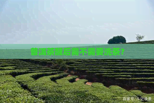 普洱茶醒后需不需要洗茶？