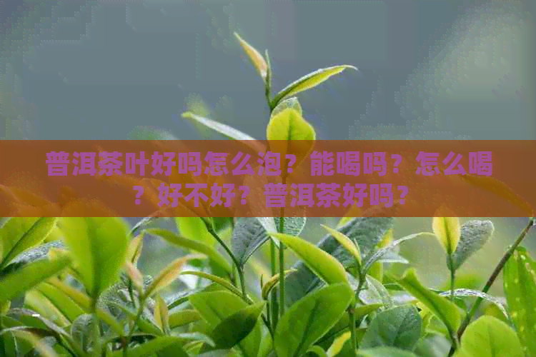 普洱茶叶好吗怎么泡？能喝吗？怎么喝？好不好？普洱茶好吗？