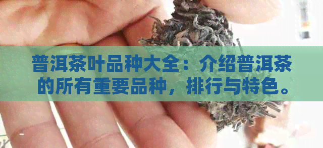 普洱茶叶品种大全：介绍普洱茶的所有重要品种，排行与特色。