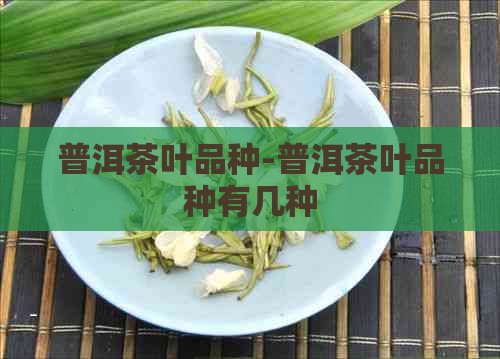 普洱茶叶品种-普洱茶叶品种有几种