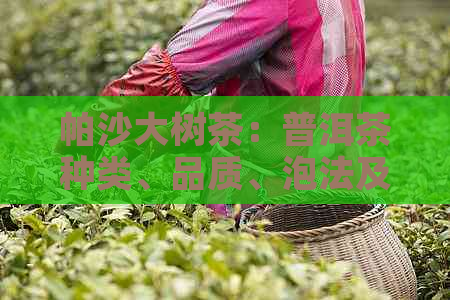 帕沙大树茶：普洱茶种类、品质、泡法及功效的全面解析