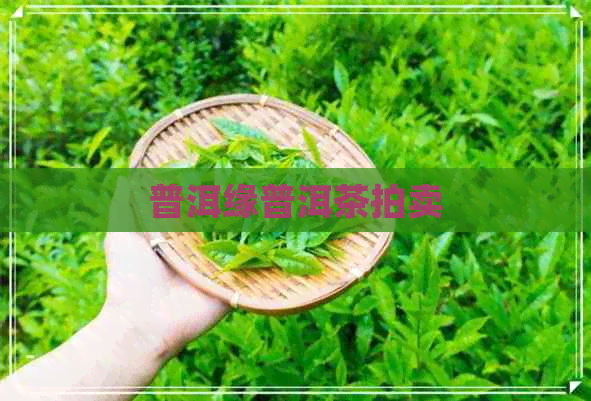 普洱缘普洱茶拍卖