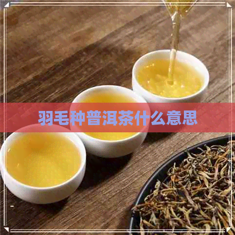 羽毛种普洱茶什么意思