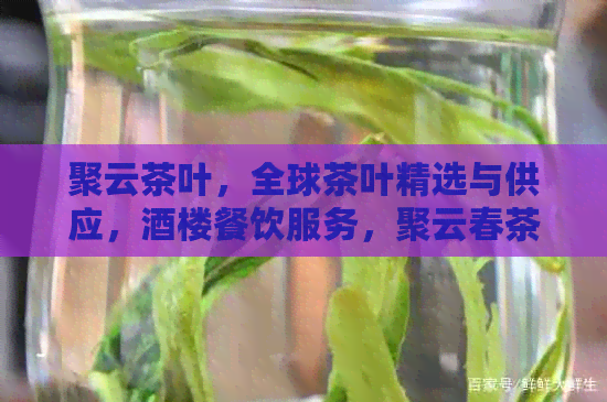 聚云茶叶，全球茶叶精选与供应，酒楼餐饮服务，聚云春茶叶专营