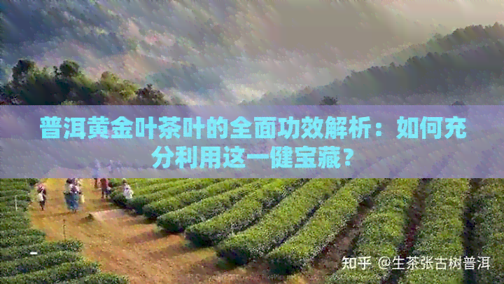 普洱黄金叶茶叶的全面功效解析：如何充分利用这一健宝藏？