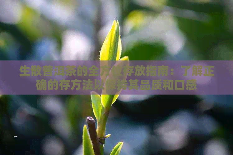 生散普洱茶的全方位存放指南：了解正确的存方法以保持其品质和口感