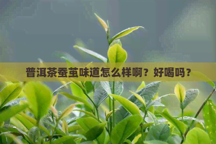 普洱茶蚕茧味道怎么样啊？好喝吗？