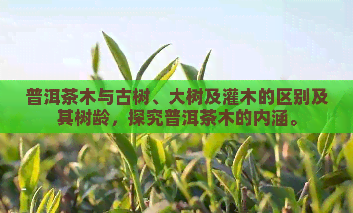 普洱茶木与古树、大树及灌木的区别及其树龄，探究普洱茶木的内涵。