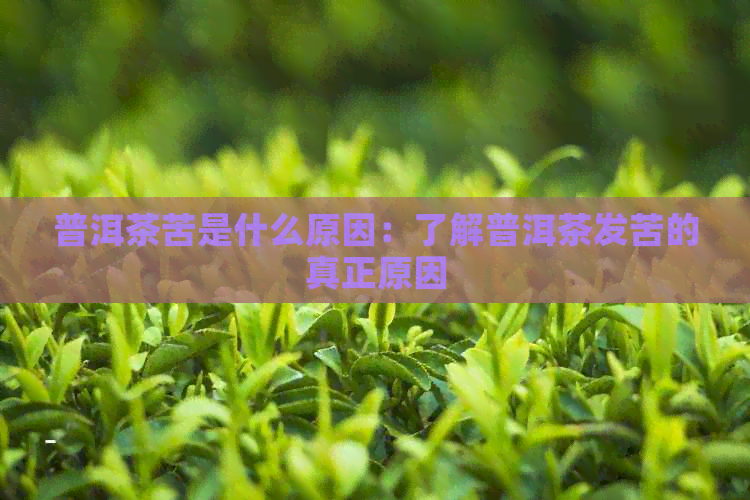 普洱茶苦是什么原因：了解普洱茶发苦的真正原因