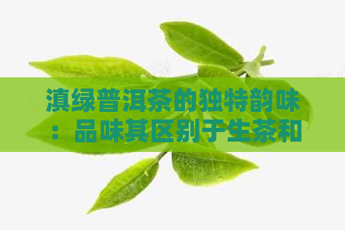 滇绿普洱茶的独特韵味：品味其区别于生茶和熟茶的特点