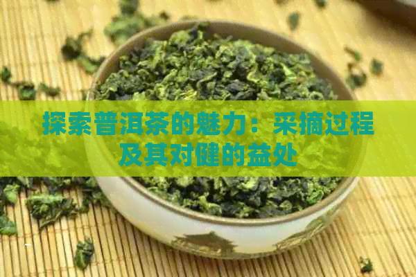 探索普洱茶的魅力：采摘过程及其对健的益处