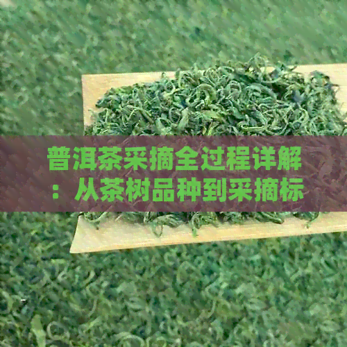 普洱茶采摘全过程详解：从茶树品种到采摘标准的全面介绍