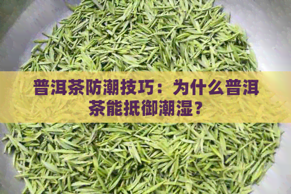 普洱茶防潮技巧：为什么普洱茶能抵御潮湿？