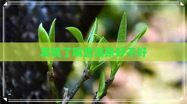 发烧了喝普洱茶好不好