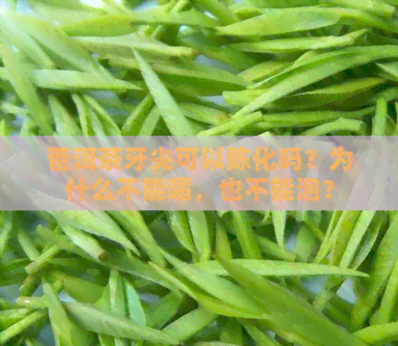 普洱茶牙尖可以陈化吗？为什么不能喝，也不能泡？