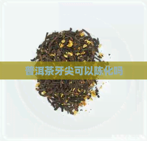 普洱茶牙尖可以陈化吗