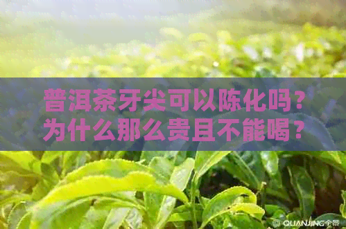 普洱茶牙尖可以陈化吗？为什么那么贵且不能喝？