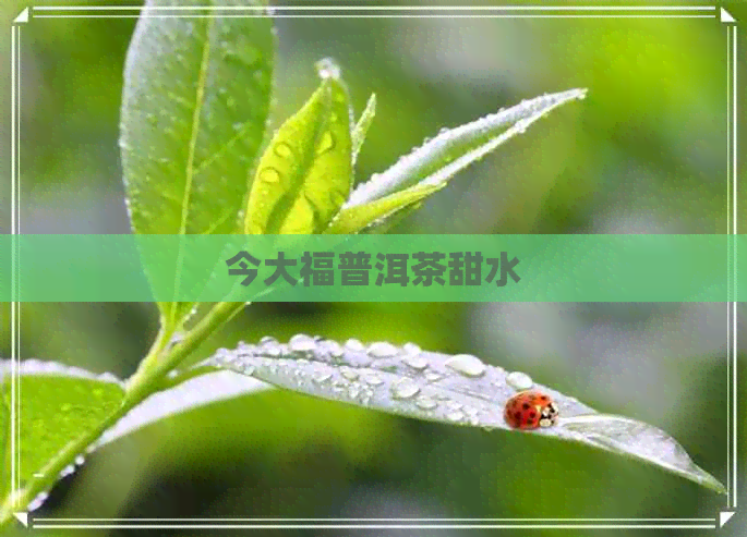 今大福普洱茶甜水