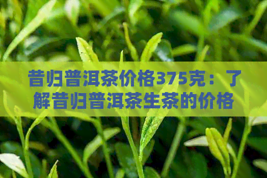 昔归普洱茶价格375克：了解昔归普洱茶生茶的价格和特点