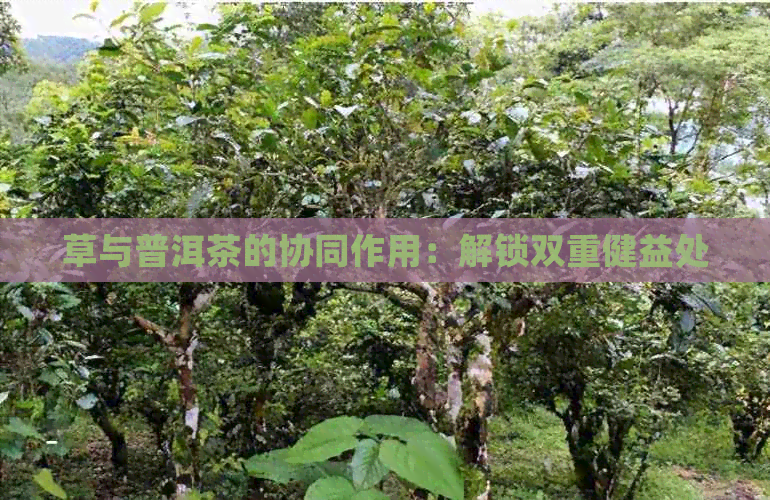 草与普洱茶的协同作用：解锁双重健益处