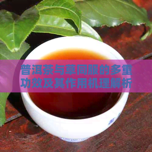 普洱茶与草同服的多重功效及其作用机理解析
