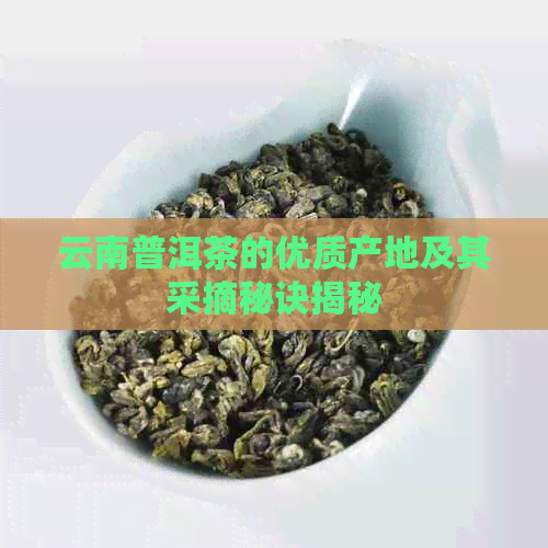 云南普洱茶的优质产地及其采摘秘诀揭秘