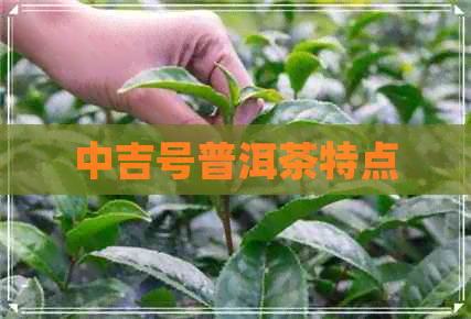 中吉号普洱茶特点