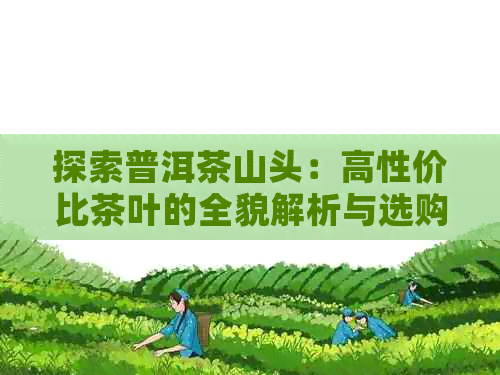 探索普洱茶山头：高性价比茶叶的全貌解析与选购指南