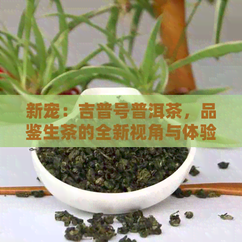 新宠：吉普号普洱茶，品鉴生茶的全新视角与体验