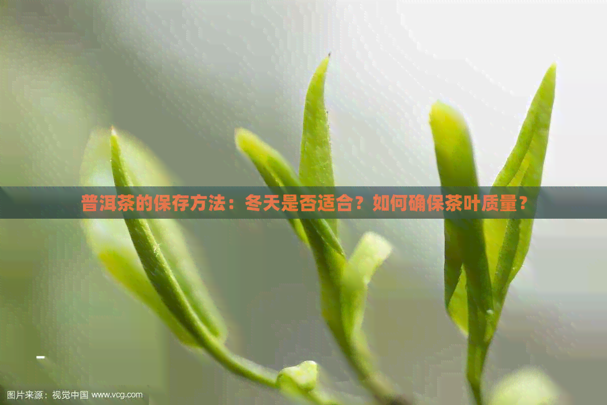 普洱茶的保存方法：冬天是否适合？如何确保茶叶质量？