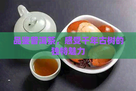 品鉴普洱茶，感受千年古树的独特魅力