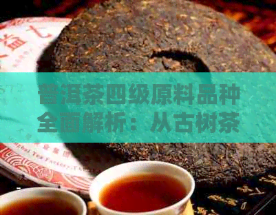 普洱茶四级原料品种全面解析：从古树茶到小叶种，一网打尽！